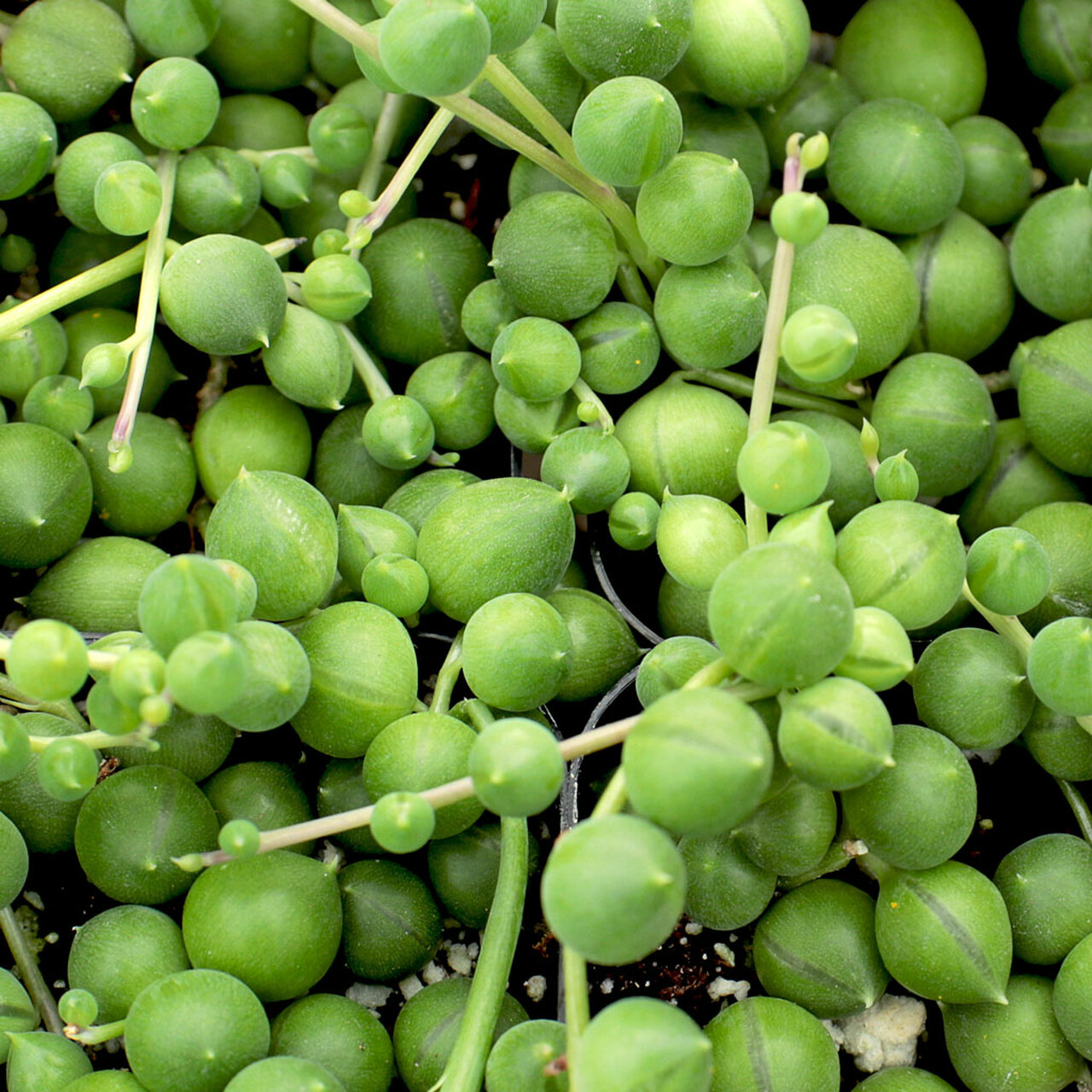 Meadow View Growers  Caring for String Of Pearls